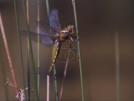 Photo for Close up view of the dragonfly in nature - Royalty Free Image