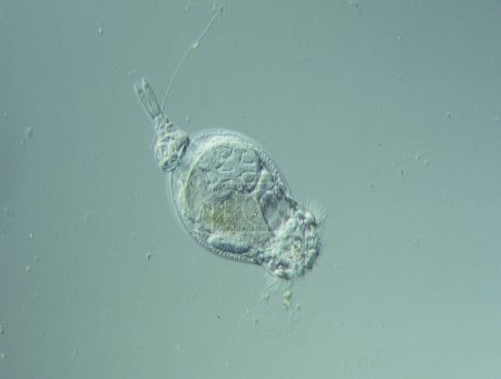 Foto de Los rotíferos nadan en el agua bajo el microscopio - Imagen libre de derechos