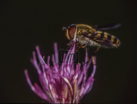 Téléchargez les photos : Hoverfly suce la fleur de chardon. Beau fond - en image libre de droit