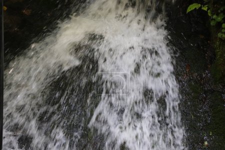Téléchargez les photos : Pousse macro de cascade - en image libre de droit