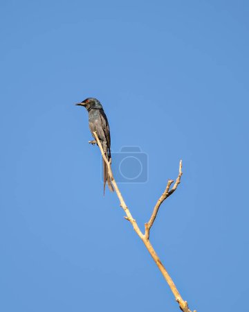Téléchargez les photos : Coucou gris (Cacomantis passerinus) assis sur une branche d'arbre sec. - en image libre de droit