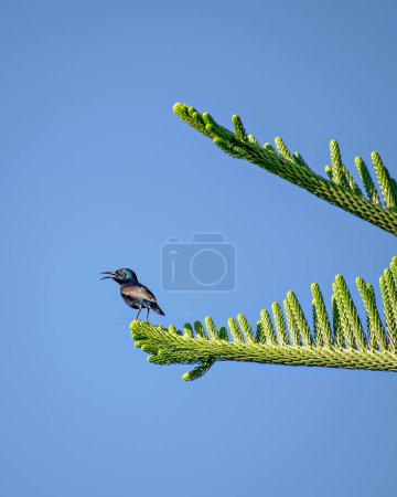 Téléchargez les photos : Oiseau pourpre (Cinnyris asiaticus) assis et criant sur la branche du genévrier. - en image libre de droit