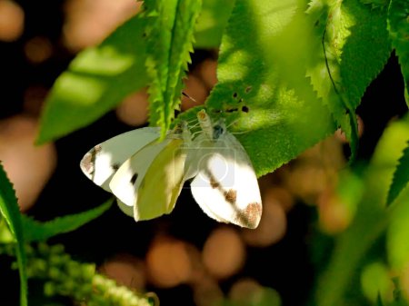 Téléchargez les photos : Papillons chou pendant la reproduction - en image libre de droit