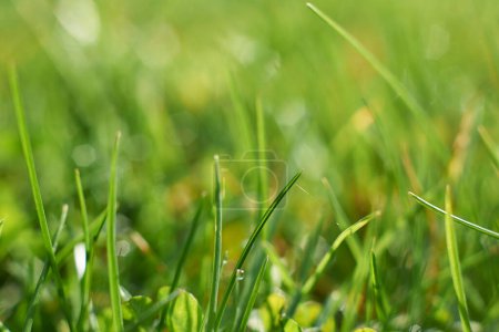 Téléchargez les photos : Plan plein cadre de belle herbe pour fond - en image libre de droit
