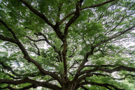 Téléchargez les photos : Sous les branches d'un singe géant arbre gousse à Kanchanaburi, Thail - en image libre de droit