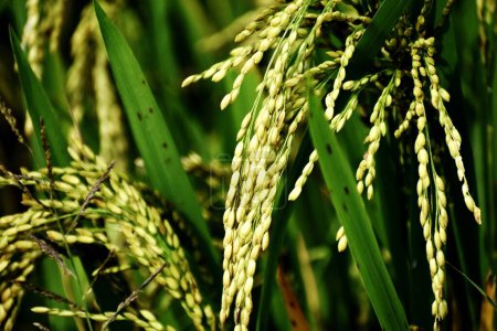 Foto de Cultivo de arroz - Agricultura - Imagen libre de derechos