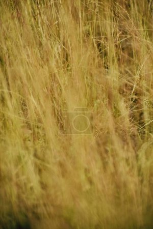 Foto de Primer plano de hierba seca para el fondo - Imagen libre de derechos