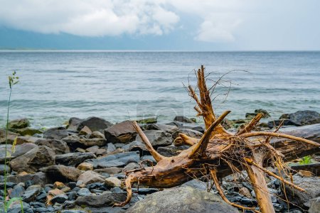 Foto de Lago con la raíz mojada de un viejo árbol enganche - Imagen libre de derechos