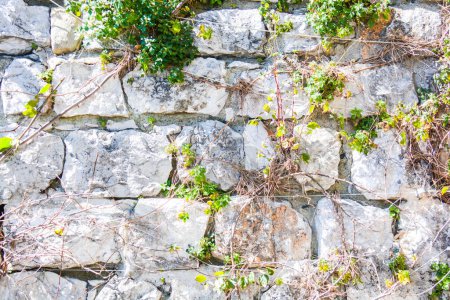 Téléchargez les photos : Mur en pierre avec lierre - en image libre de droit