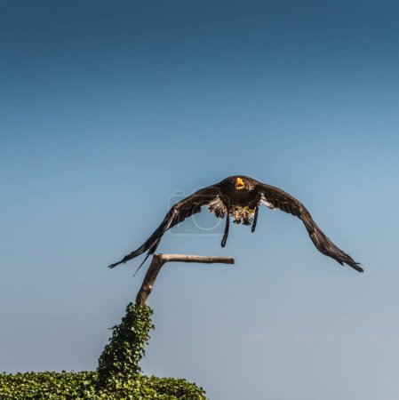 Téléchargez les photos : L'aigle de Steller en vol - en image libre de droit