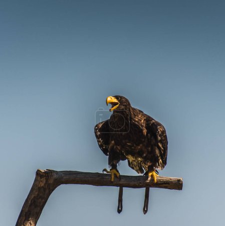 Foto de Águila calva de Steller en reposo - Imagen libre de derechos