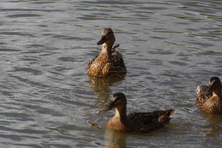 Photo for Ducks in natural habitat. Animal wildlife - Royalty Free Image