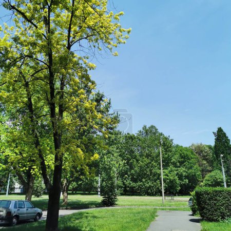 Foto de Árbol grande en un parque. Fondo de naturaleza - Imagen libre de derechos