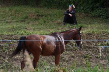 Téléchargez les photos : "Un cheval brun debout sur un champ couvert d'herbe" - en image libre de droit