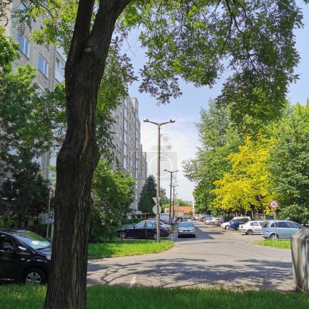 Téléchargez les photos : Un arbre au milieu de la rue - en image libre de droit