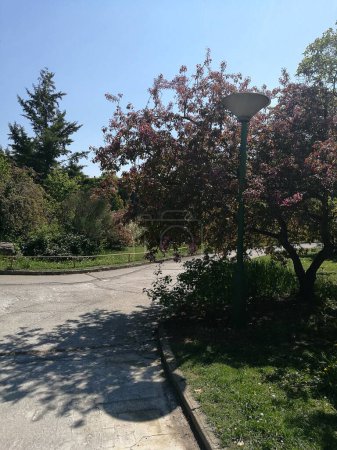 Téléchargez les photos : Beaux arbres dans l'Arboretum de Budapest - en image libre de droit