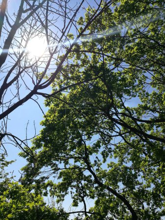 Téléchargez les photos : Soleil à travers les arbres à l'Arboretum de Budapest - en image libre de droit