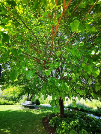 Téléchargez les photos : Un arbre aux feuilles vertes - en image libre de droit