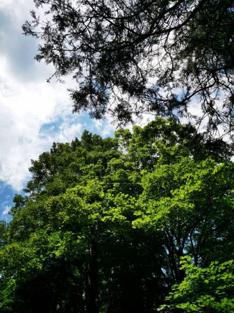 Téléchargez les photos : Un grand arbre à Miskolc - en image libre de droit