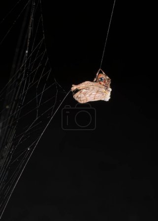 Photo for Wrapping up a Moth on dark on background, close up - Royalty Free Image