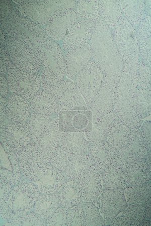 Foto de Sección transversal del testículo bajo el microscopio 100x - Imagen libre de derechos