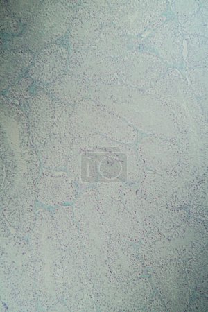 Téléchargez les photos : Coupe transversale des testicules au microscope 100x - en image libre de droit