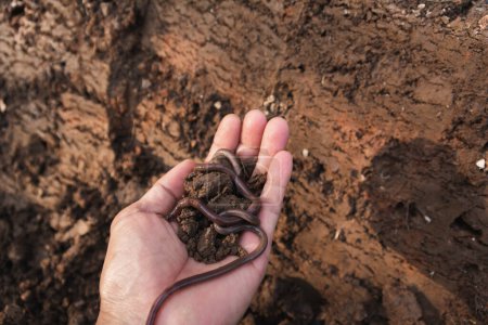 Photo for Hand of male holding soil with earthworm in the hands for planting - Royalty Free Image