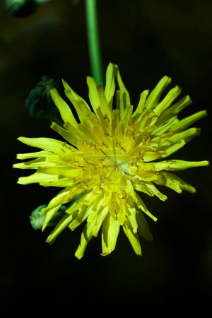 Foto de Parts of a yellow flower, pistil, antenna, petals - Imagen libre de derechos