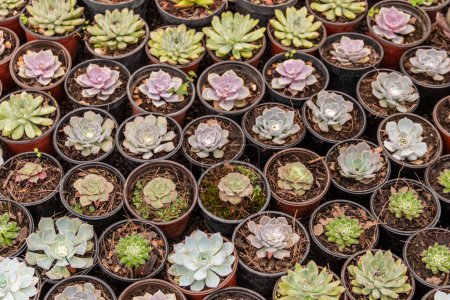 Téléchargez les photos : Variété de cactus, plantes succulentes disposées harmonieusement - en image libre de droit