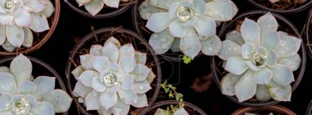 Téléchargez les photos : Detail of cacti plant, succulents, variety of species. - en image libre de droit