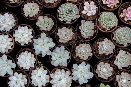 Téléchargez les photos : Variety of cactus plants, succulents arranged harmoniously - en image libre de droit