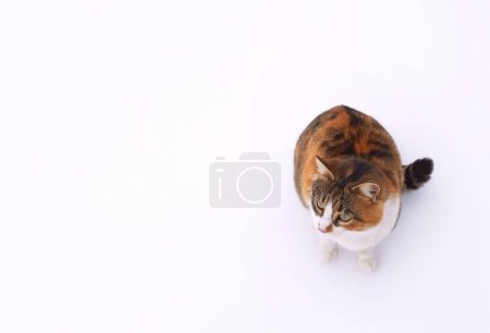 Foto de Un hermoso gato sobre un fondo blanco - Imagen libre de derechos