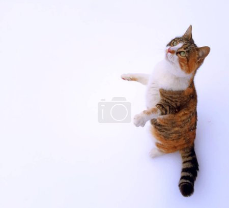 Téléchargez les photos : Un chat drôle debout sur deux jambes - en image libre de droit