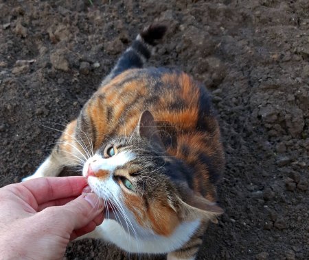 Téléchargez les photos : Un chat mangeant un morceau de salami de la main du propriétaire - en image libre de droit