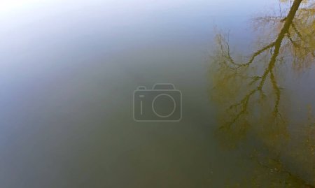 Foto de Un sauce se refleja en el lago - Imagen libre de derechos