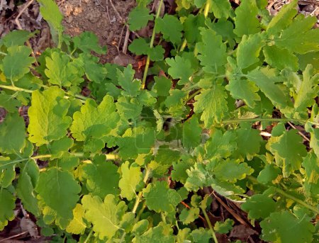 Téléchargez les photos : Chelidonium majus plante médicinale croissance fraîche au printemps - en image libre de droit