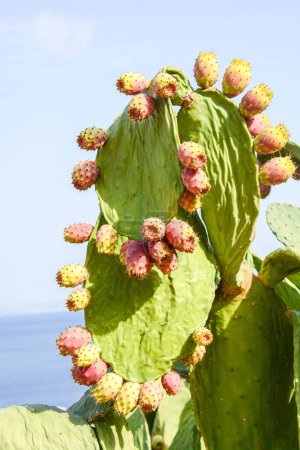 Téléchargez les photos : Cactus colorés à la nature sauvage - en image libre de droit