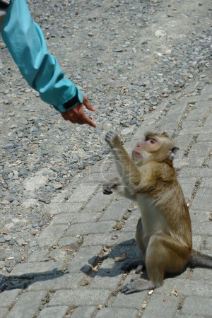 Téléchargez les photos : Tacaca fascicularis (macaque à longue queue)) - en image libre de droit