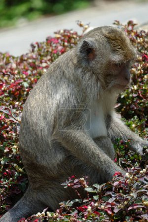 Téléchargez les photos : Macaque à longue queue dans l'habitat naturel - en image libre de droit