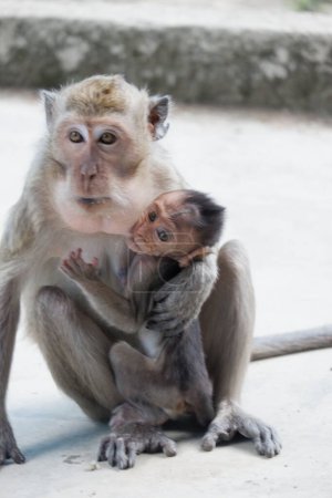 Téléchargez les photos : Macaca fascicularis (macaque à longue queue) Macaca fascicularis - en image libre de droit