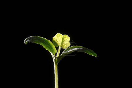 Foto de Primer plano de Bean Sprout sobre fondo oscuro - Imagen libre de derechos