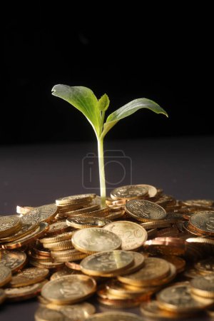 Téléchargez les photos : Concept de croissance monétaire avec plante et pièces - en image libre de droit