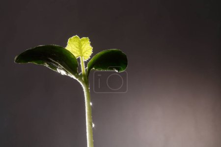 Foto de Primer plano de Bean Sprout sobre fondo oscuro - Imagen libre de derechos