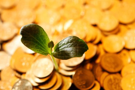 Photo for Money growth concept with plant and coins - Royalty Free Image