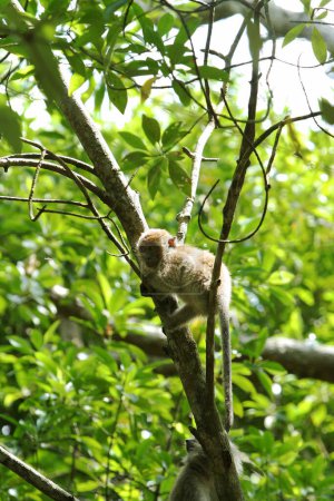 Téléchargez les photos : Singe grimpant sur l'arbre - en image libre de droit