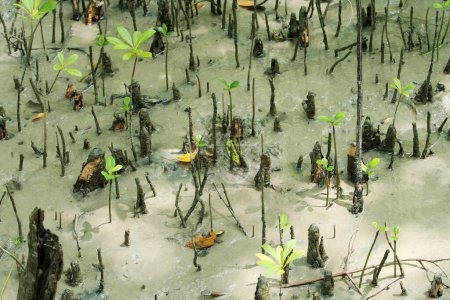 Téléchargez les photos : Mangrove forêt, thailand, asie - en image libre de droit