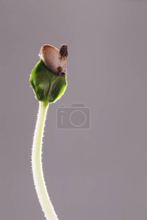 Foto de Nueva vida, brote de la planta joven, toma de estudio - Imagen libre de derechos