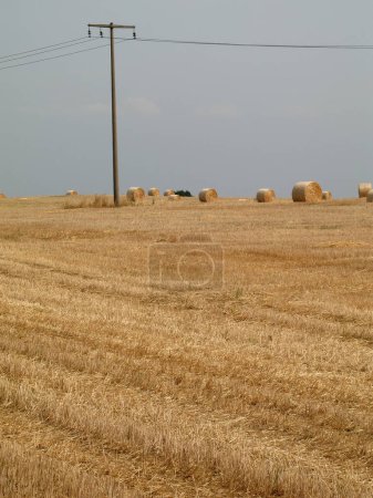 Photo for Bales of straw on field - Royalty Free Image