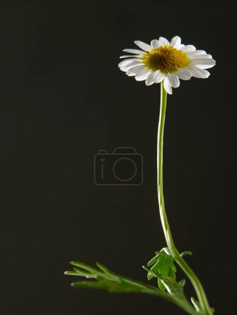 Photo for Daisy on black. Beautiful floral background - Royalty Free Image