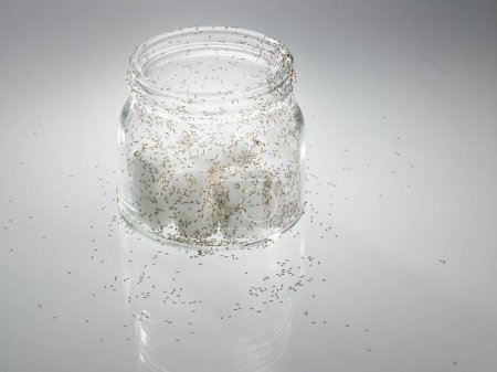 Foto de Azúcar con hormigas sobre mesa blanca - Imagen libre de derechos